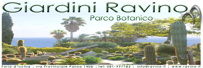 ischia Ravino